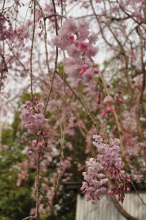 DSC_2565.jpg