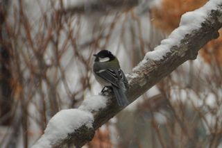CSC_0067_512.jpg