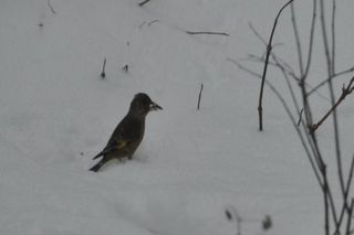 CSC_0068_512.jpg