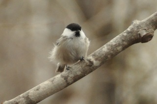 CSC_0389.jpg