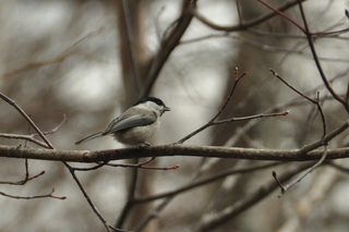 CSC_0396.jpg