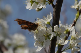CSC_2372.jpg