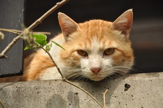 DSC_0051.jpg