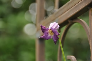 DSC_0060.jpg