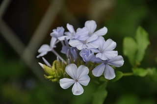 DSC_0062.jpg