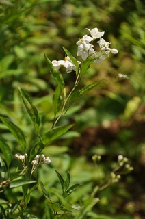 DSC_0112.jpg