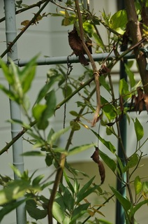 DSC_0114.jpg