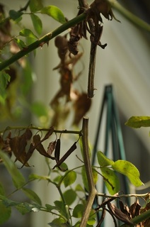 DSC_0115.jpg