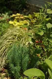 DSC_0118.jpg