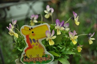 DSC_0147.jpg