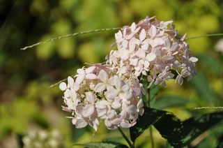DSC_0400.jpg