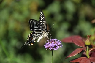 DSC_0406.jpg
