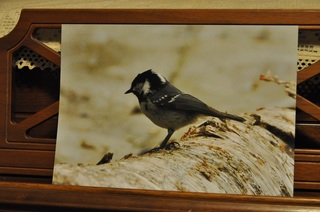 DSC_0409.jpg