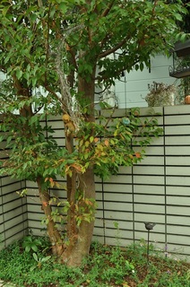 DSC_0461.jpg