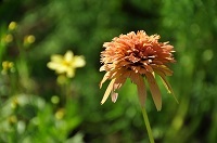 DSC_0463.jpg