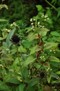 DSC_0477.jpg