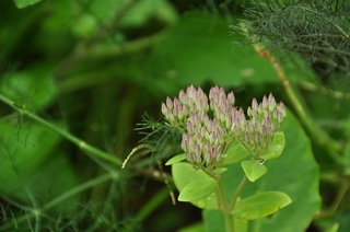 DSC_0486.jpg
