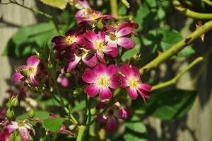 DSC_0509.jpg