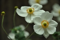 DSC_0526.jpg
