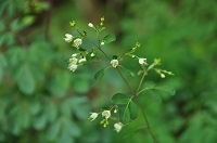 DSC_0530.jpg