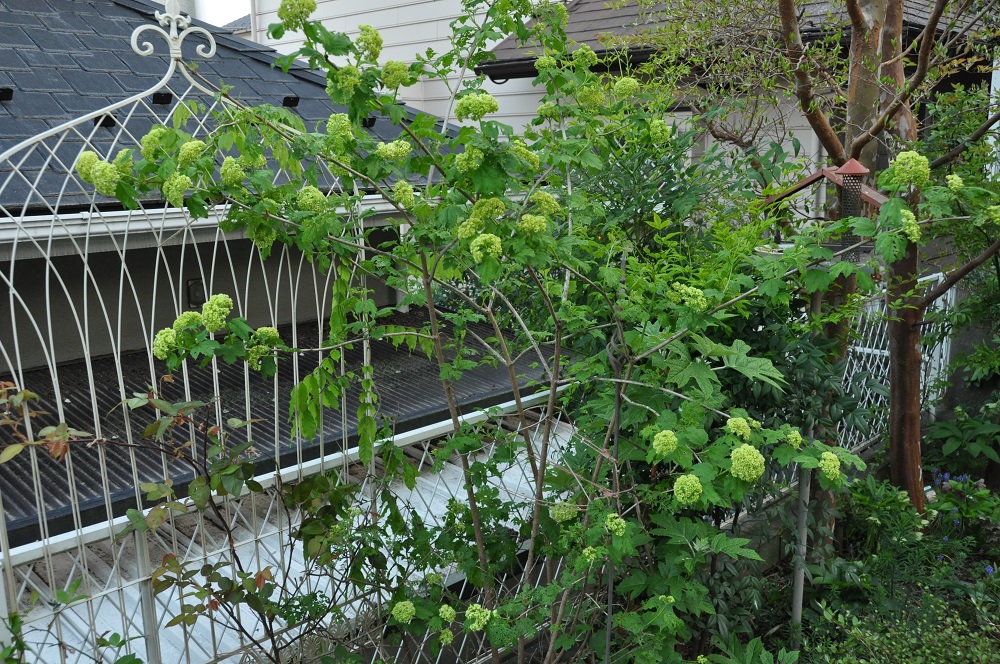 ビバーナムの虫つぶし Rurugardenと音符たち