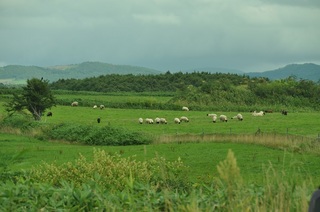 DSC_0897.jpg