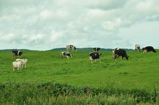 DSC_0910.jpg