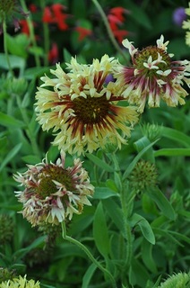 DSC_1008.jpg