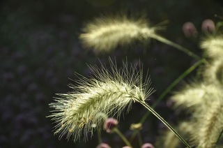 DSC_1012.jpg