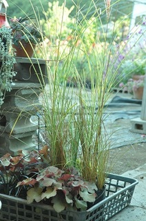 DSC_1016.jpg