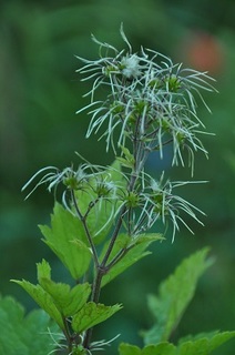 DSC_1022.jpg