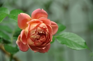 DSC_1032.jpg