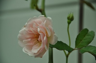 DSC_1038.jpg