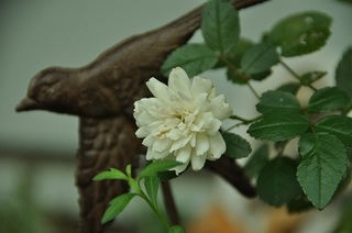 DSC_1043.jpg