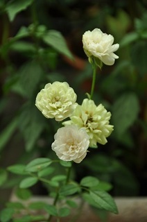DSC_1057.jpg