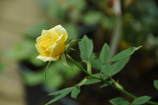DSC_1062.jpg
