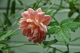 DSC_1203.jpg