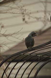 DSC_1261.jpg