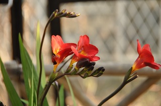 DSC_1357.jpg