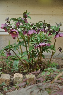 DSC_1408.jpg