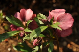 DSC_1437.jpg
