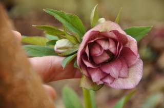 DSC_1470.jpg
