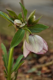 DSC_1471.jpg