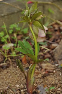 DSC_1477.jpg