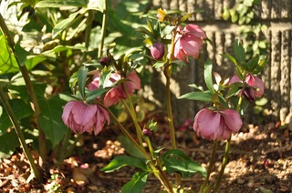 DSC_1478.jpg