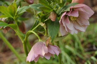 DSC_1487.jpg