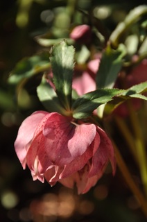 DSC_1498.jpg