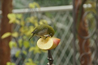 DSC_1514.jpg
