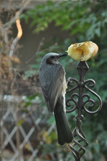 DSC_1533.jpg