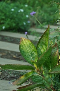 DSC_1718.jpg